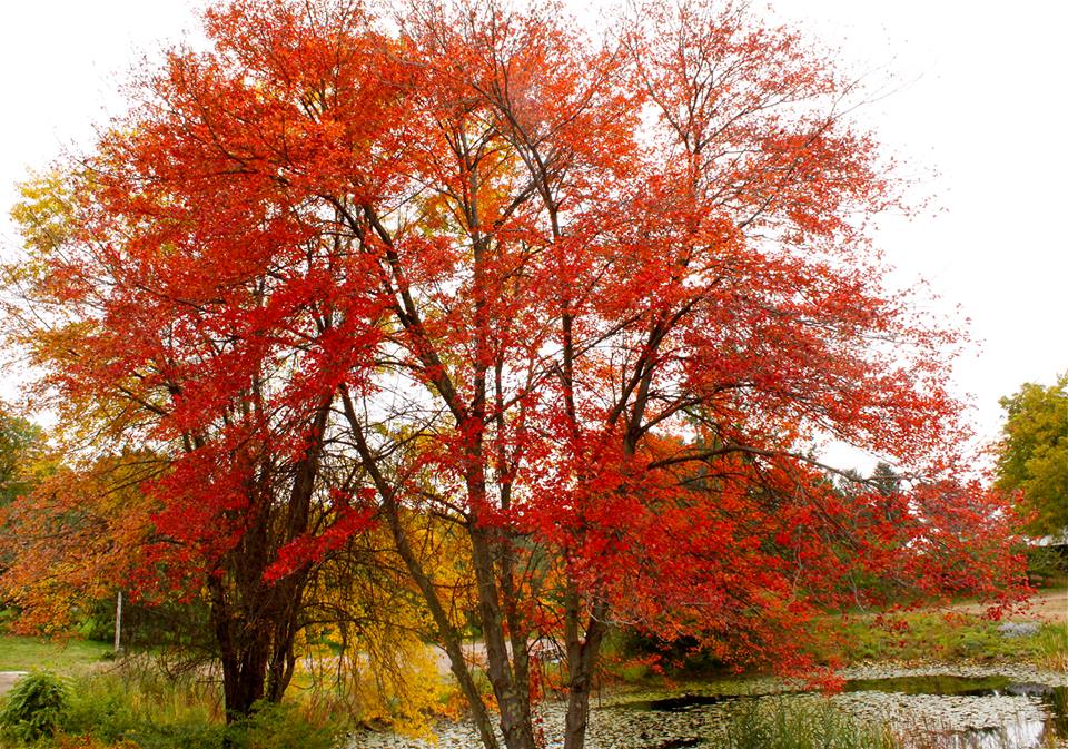 new england fall