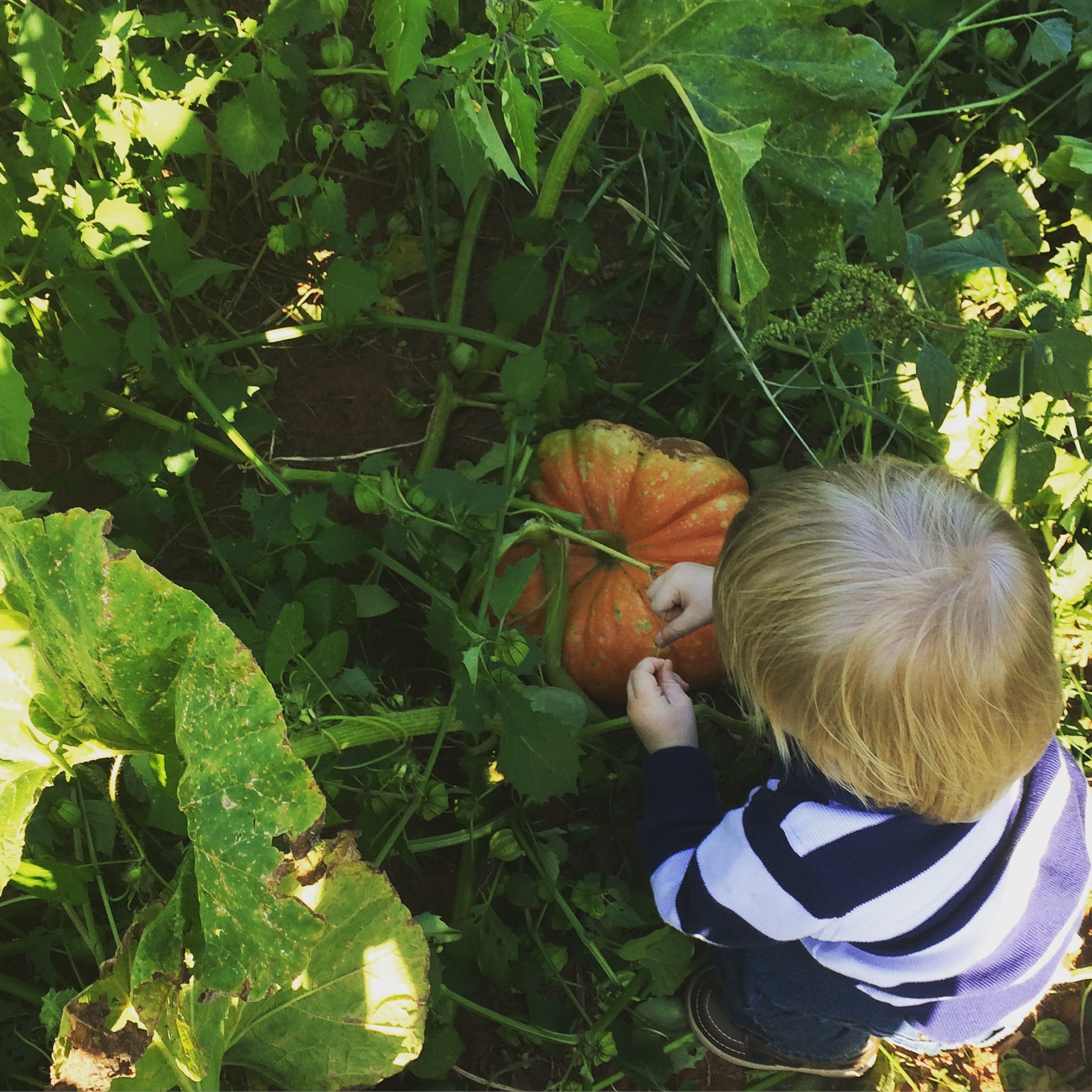 picking a pumpkin
