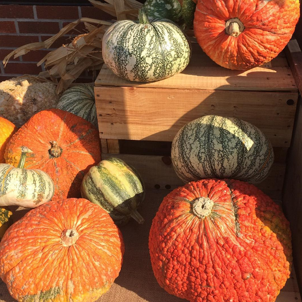 Fall Pumpkins