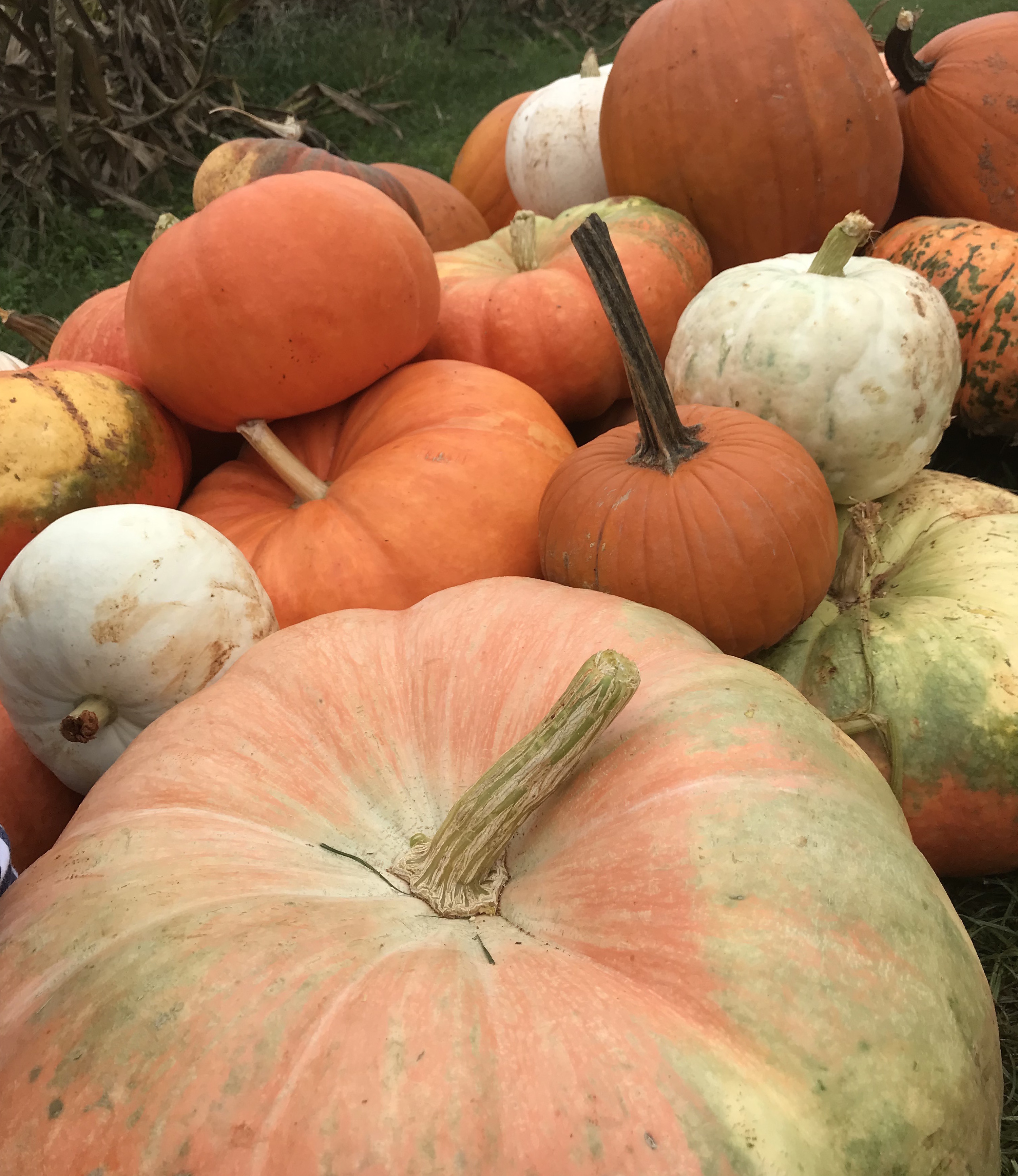 fall pumpkins